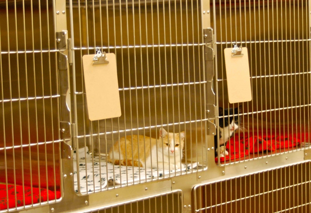 Pet Boarding Dog Boarding Cat Boarding Dog Boarding Farr West Utah pet-boarding-dog-boarding-cat-boarding-dog-boarding-farr-west-utah